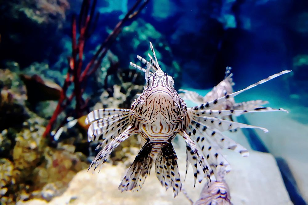 Beautiful lionfish swimming close up. Free public domain CC0 photo.