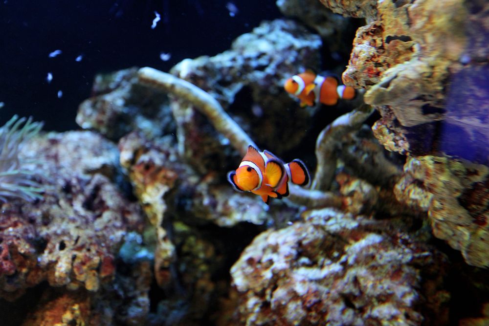 Two clownfishes swimming together. Free public domain CC0 photo.