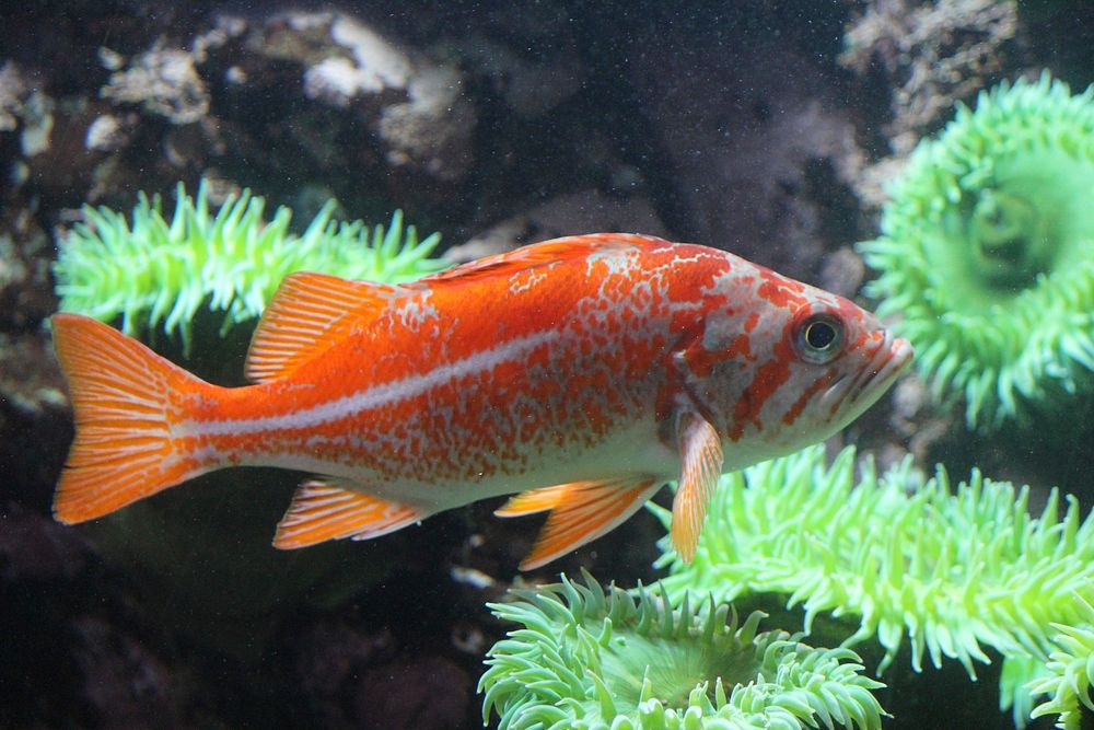 Canary rockfish close up. Free public domain CC0 photo.
