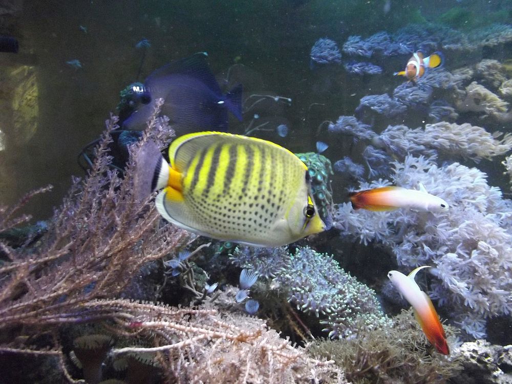 Butterfly fish. Free public domain CC0 photo