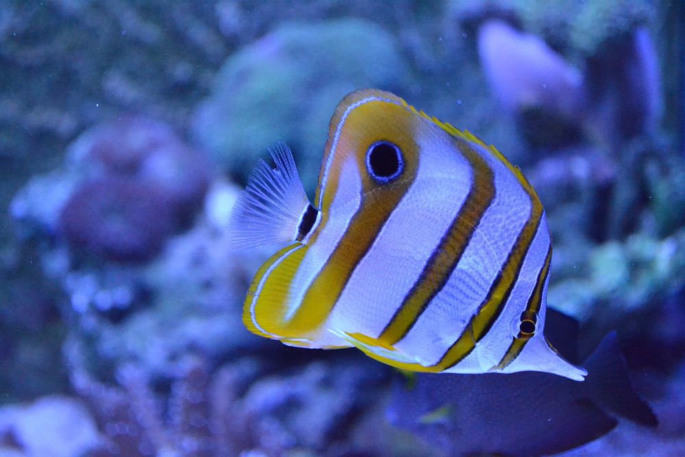 Cute copperband butterflyfish close up. Free public domain CC0 photo.