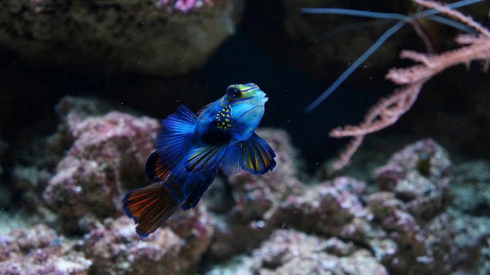 Colorful mandarinfish close up. Free public domain CC0 photo.