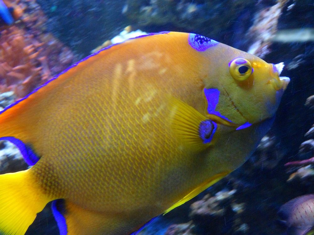 Colorful queen angelfish close up. Free public domain CC0 photo.