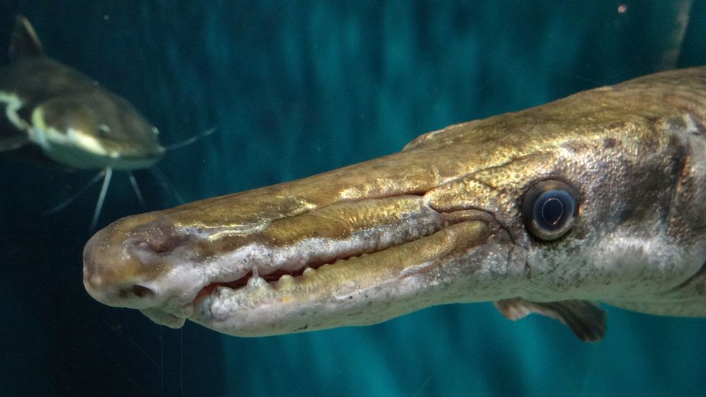 Alligator gar fish close up. Free public domain CC0 photo.