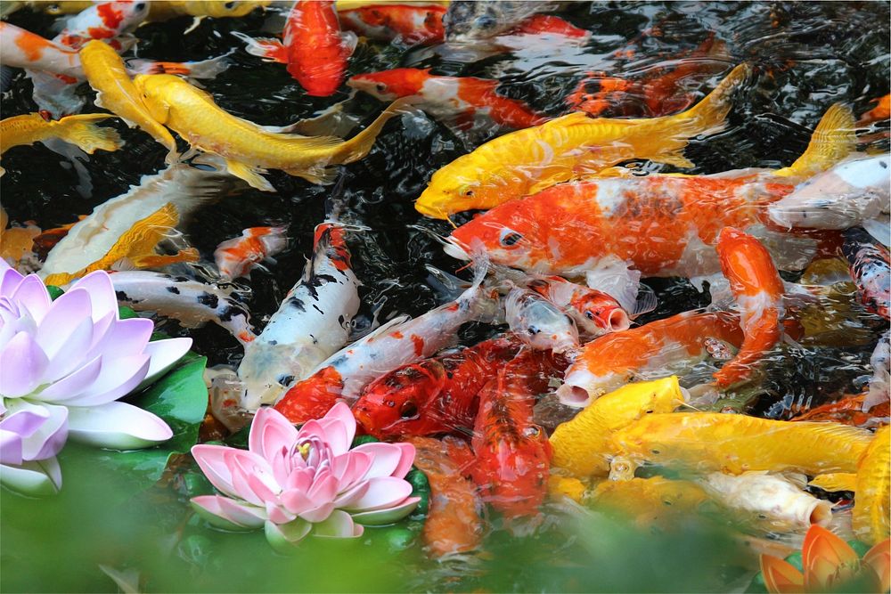 Carp fish and lotus. Free public domain CC0 photo.