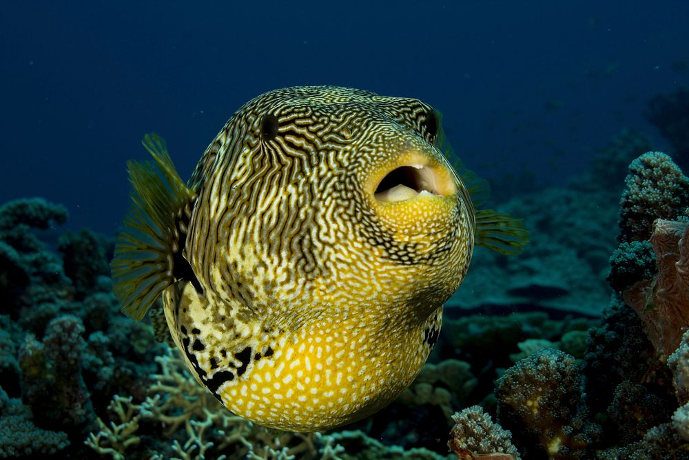 Pufferfish close up. Free public domain CC0 photo.