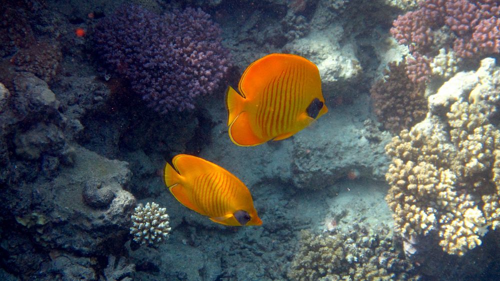 Two bluecheek butterflyfishes swimming together. Free public domain CC0 photo.