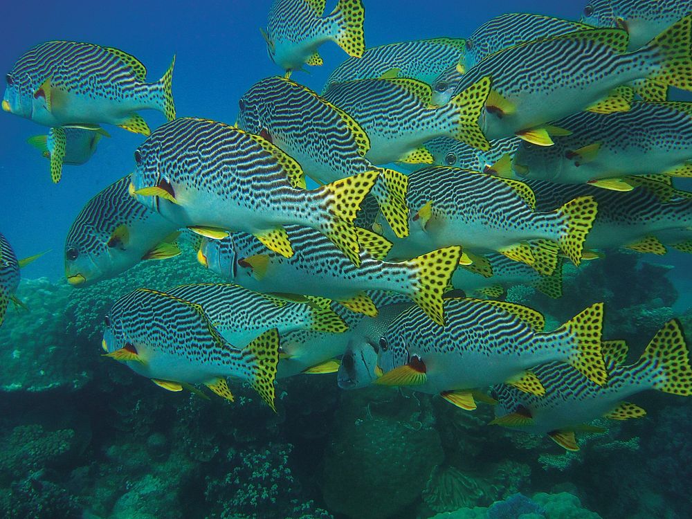 Oblique banded sweetlips fishes. Free public domain CC0 photo.