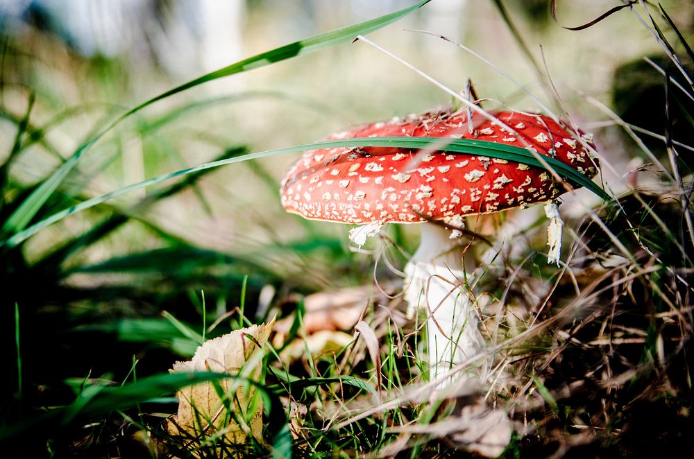 Poisonous mushroom with a red hat in the grass. Free public domain CC0 photo.