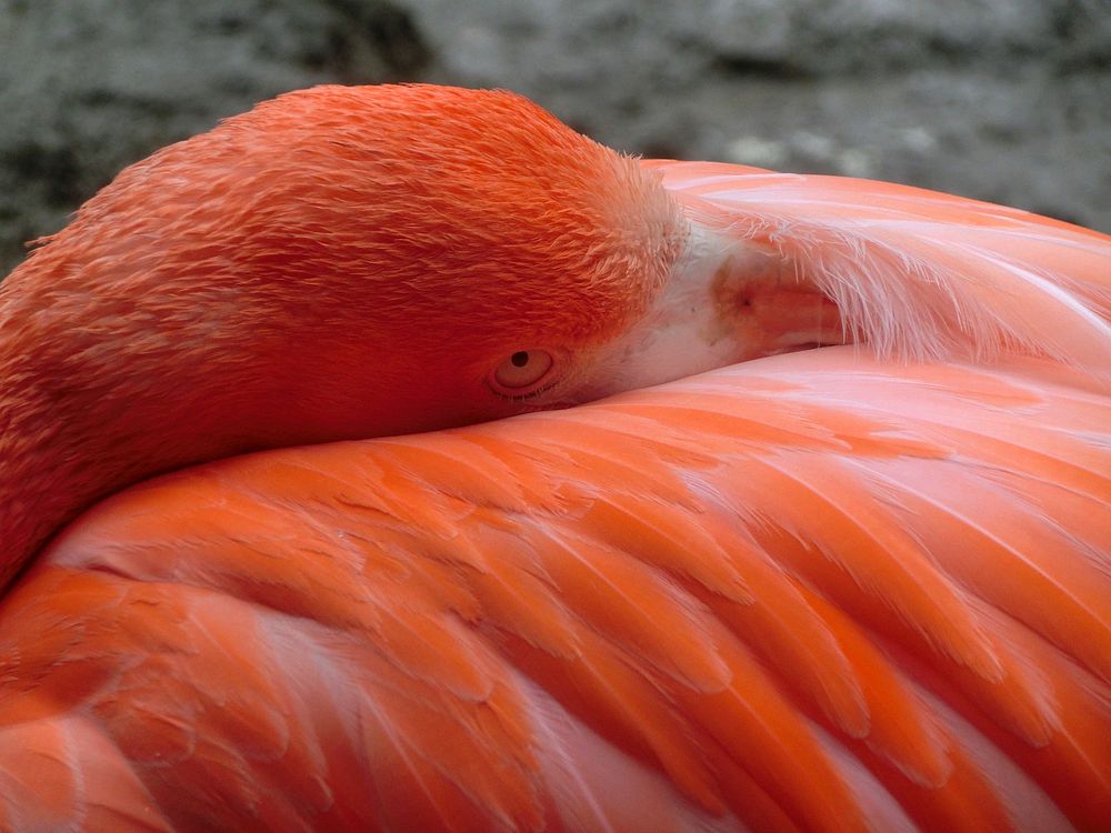 Close up flamingo head. Free public domain CC0 photo.