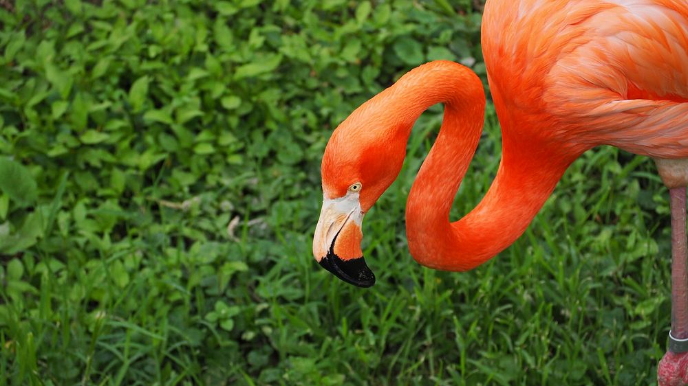 Flamingo on grass field. Free public domain CC0 photo.