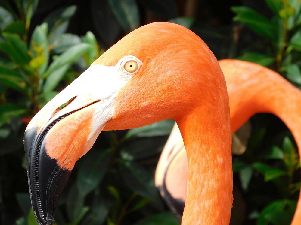 Close up flamingo head. Free public domain CC0 photo.