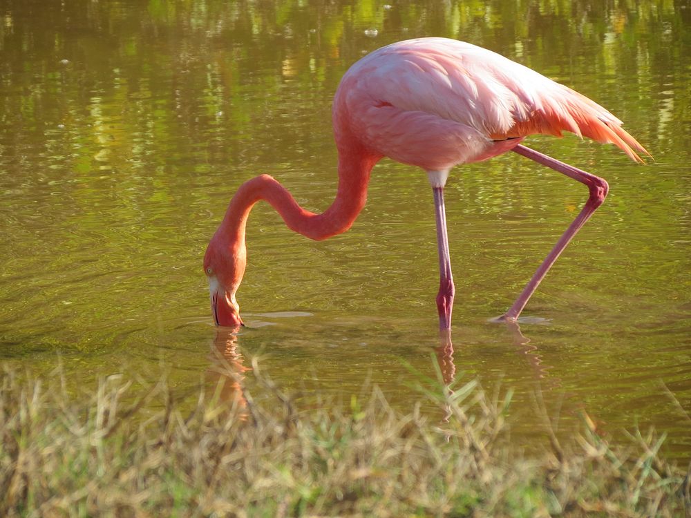 Flamingo finding fish in water. Free public domain CC0 photo.