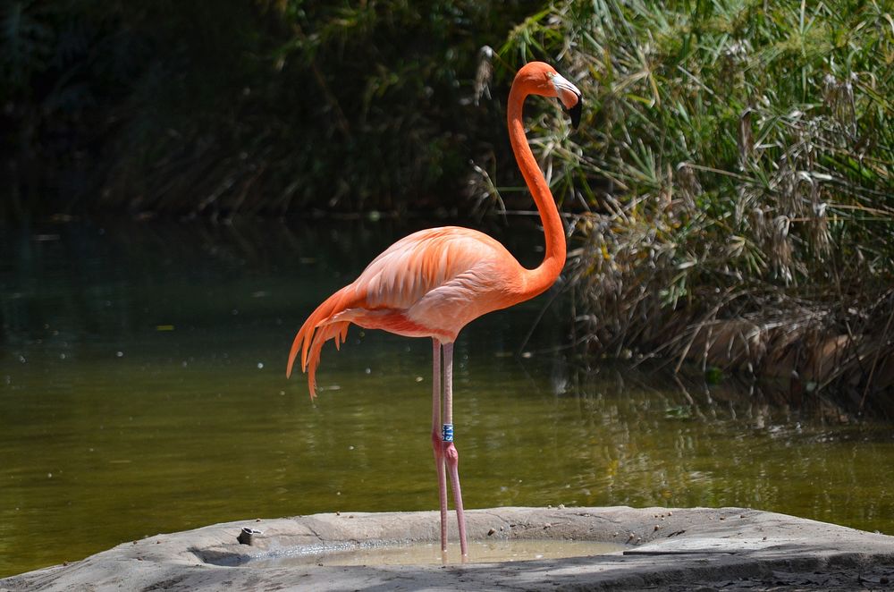 Flamingo standing on rock. Free public domain CC0 photo.