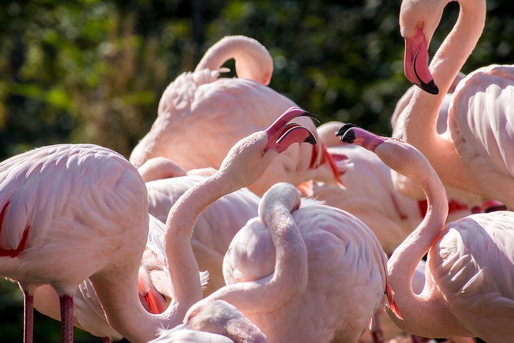 Pink flamingo birds, animal photography. Free public domain CC0 image.