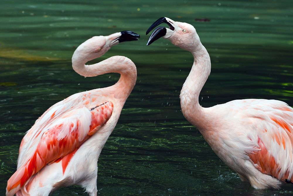Flamingo couple. Free public domain CC0 photo.