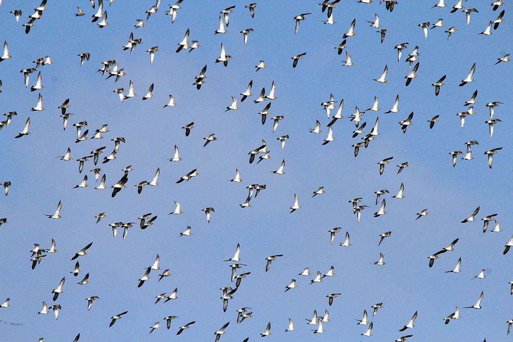 Migratory geese flying together. Free public domain CC0 image.