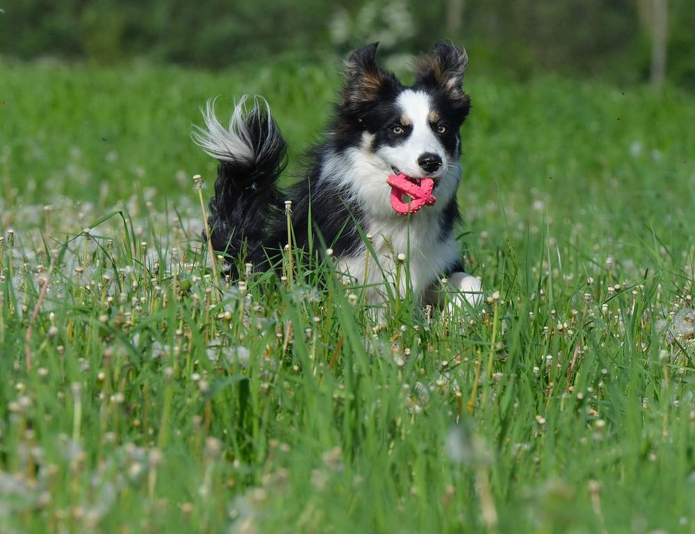 Black & white dog running on grass with tongue out. Free public domain CC0 photo.