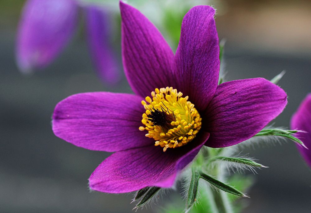 Purple pasqueflower. Free public domain CC0 image.