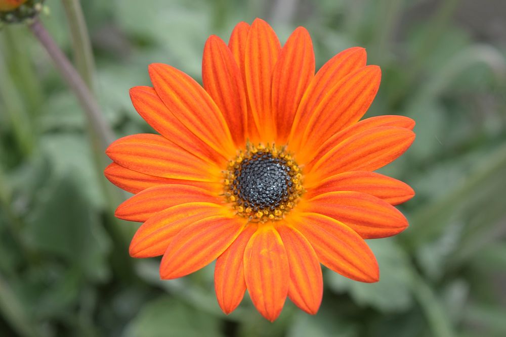 Orange flower background. Free public domain CC0 image.
