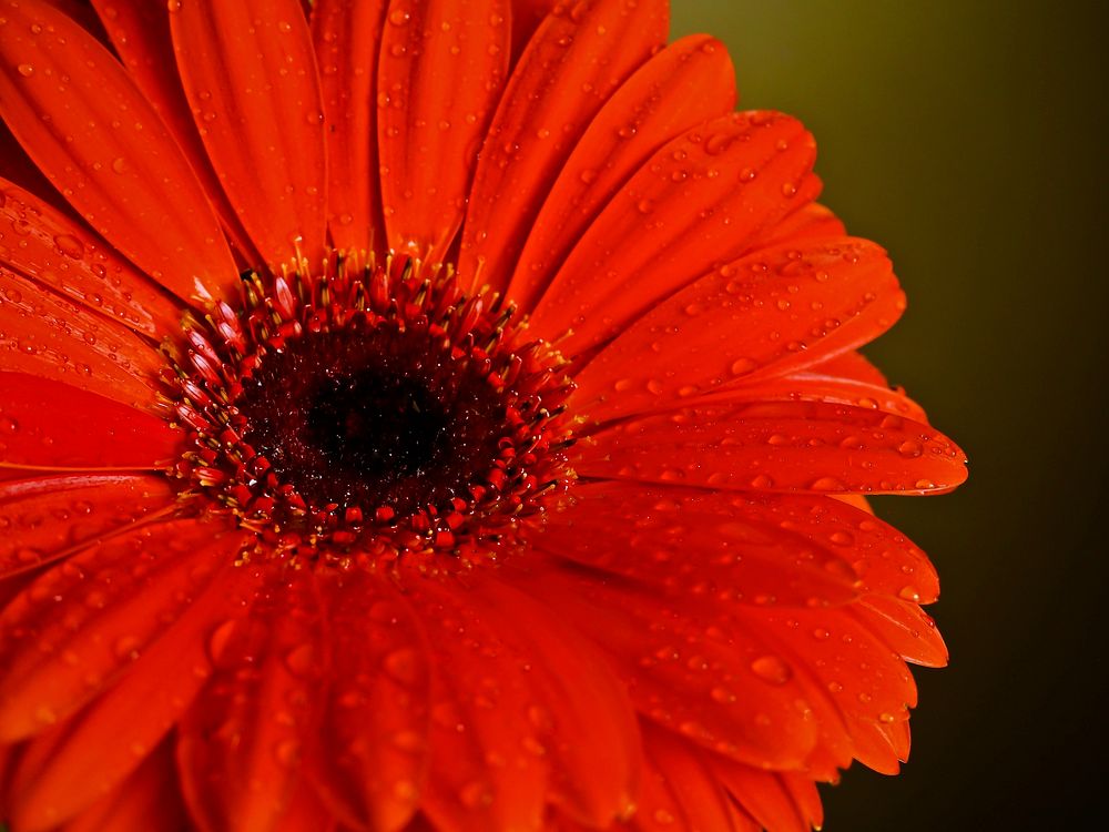 Red gerbera macro shot. Free public domain CC0 image.