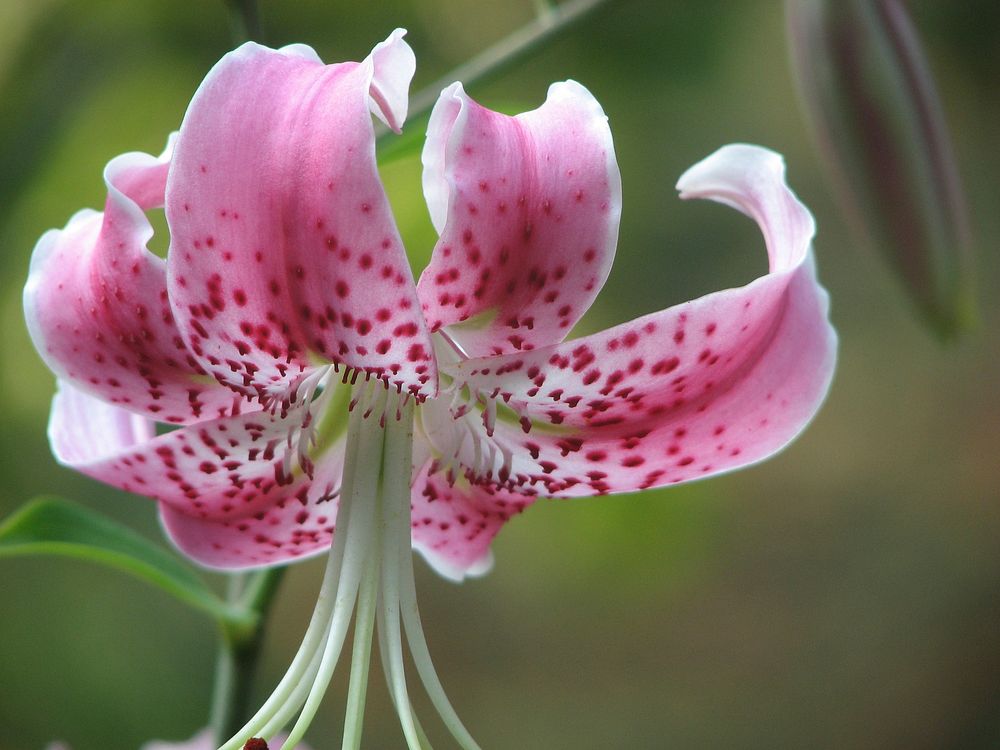 Pink lily background. Free public domain CC0 image.