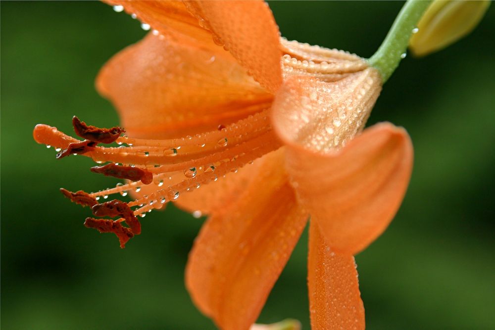 Orange lily background. Free public domain CC0 image.