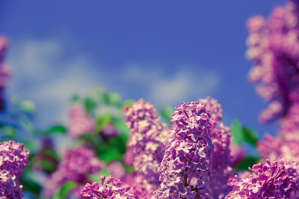 Lilac background. Free public domain CC0 image.