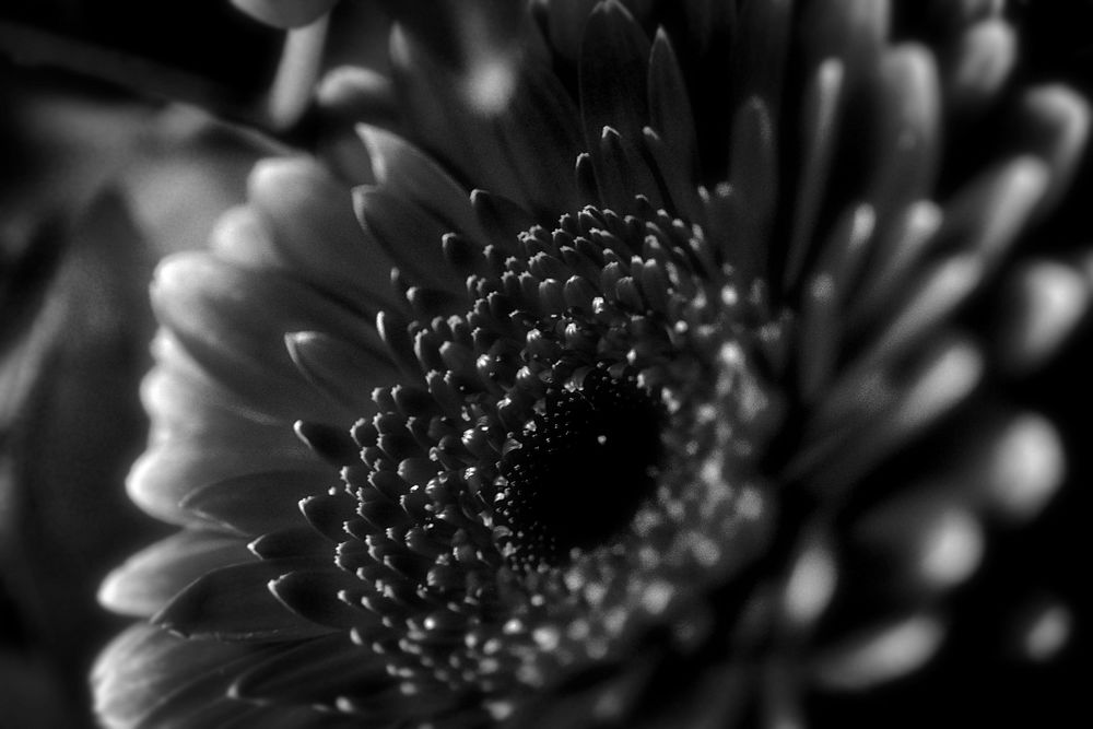 Gerbera background, black and white. Free public domain CC0 photo.