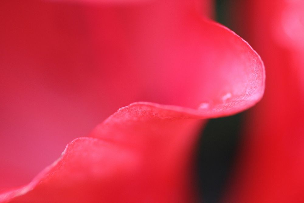 Red rose petal macro shot. Free public domain CC0 image.