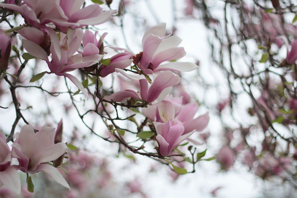 Beautiful Saucer Magnolia flower. Free public domain CC0 image.