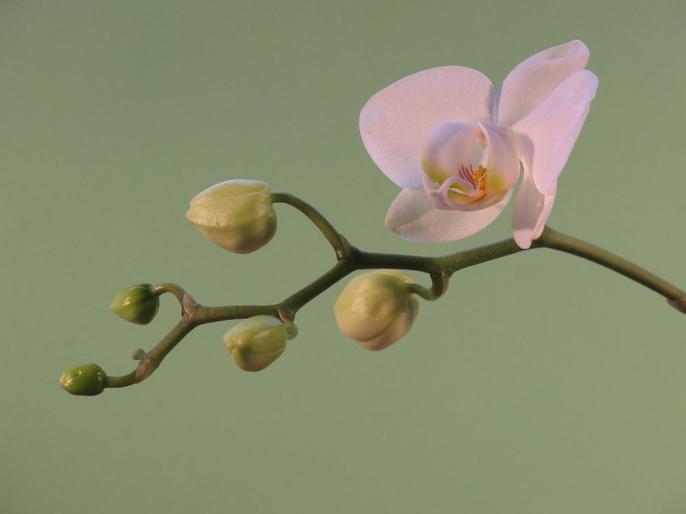 White moth orchid. Free public domain CC0 photo.