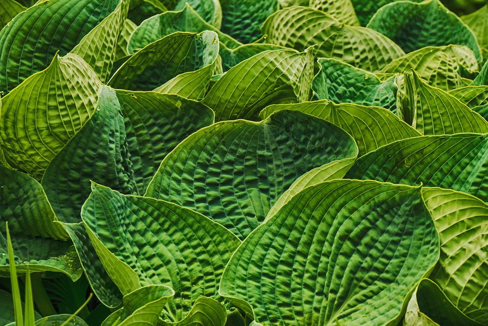Green leaf. Free public domain CC0 image.