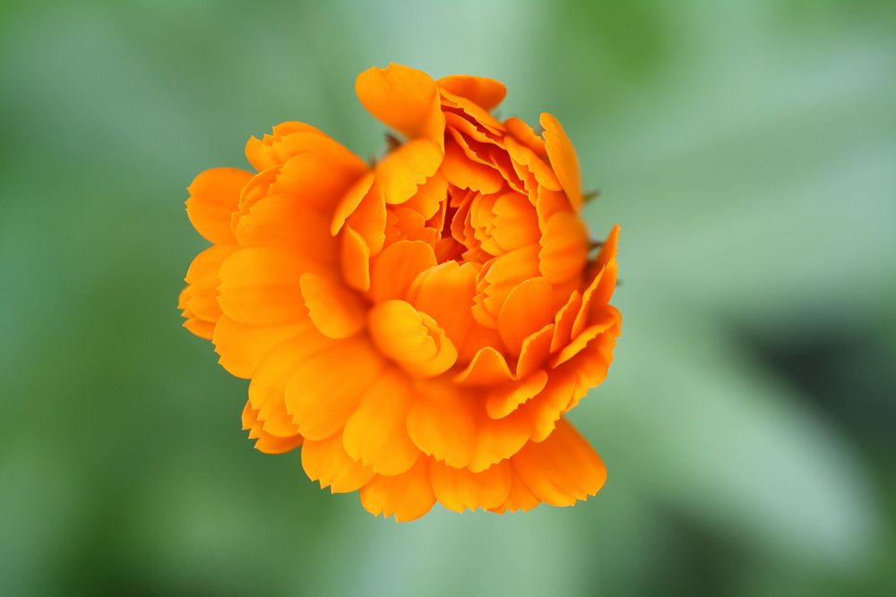 Blooming orange flower, Free public domain CC0 image.