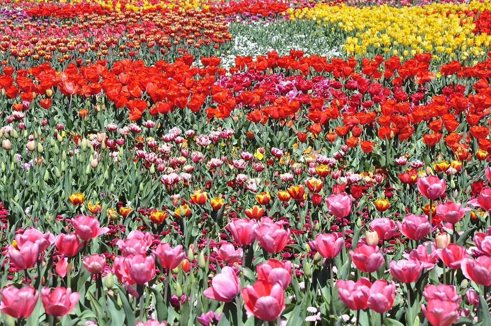 Tulip field background. Free public domain CC0 photo.