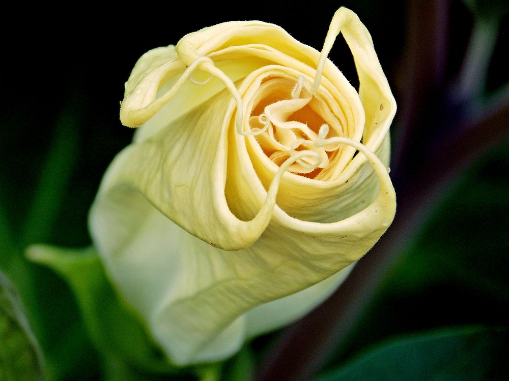 Yellow rose. Free public domain CC0 image.