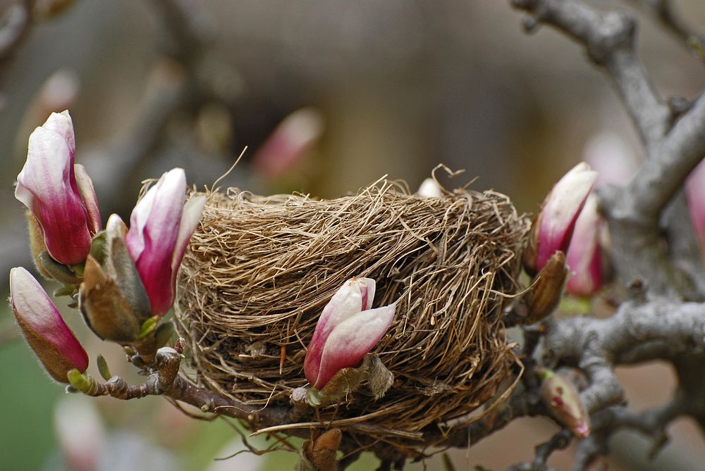 Bird nest on magnolia branch. Free public domain CC0 photo.