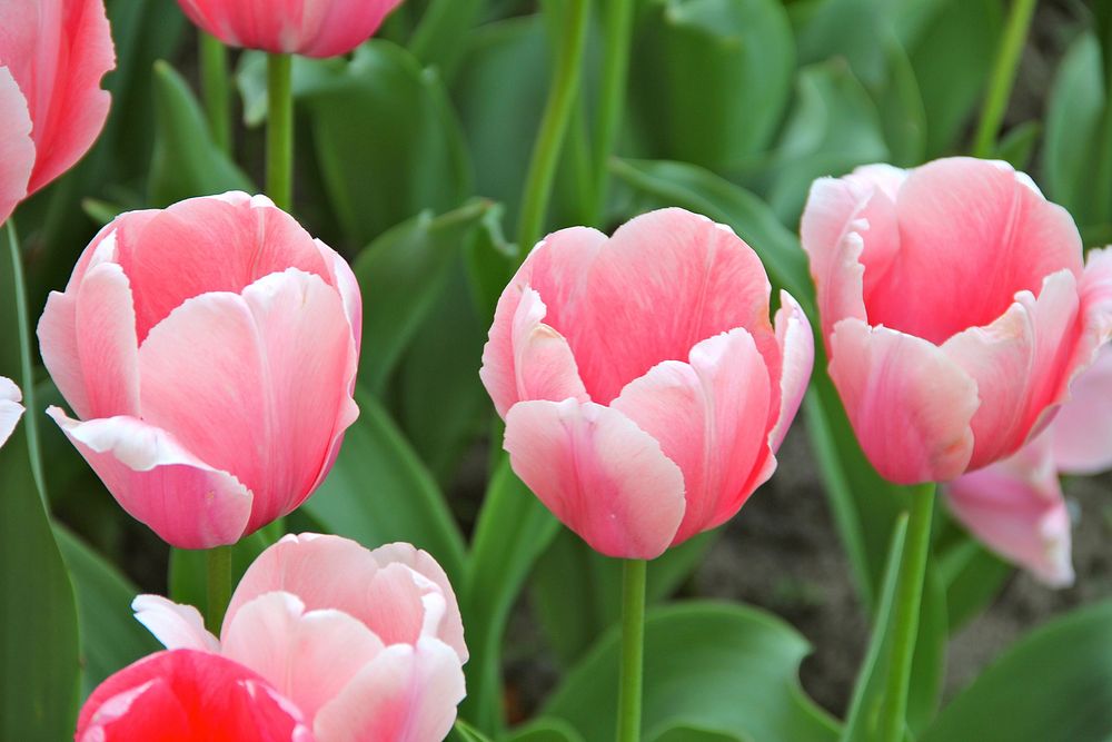 Pink tulip background. Free public domain CC0 photo.