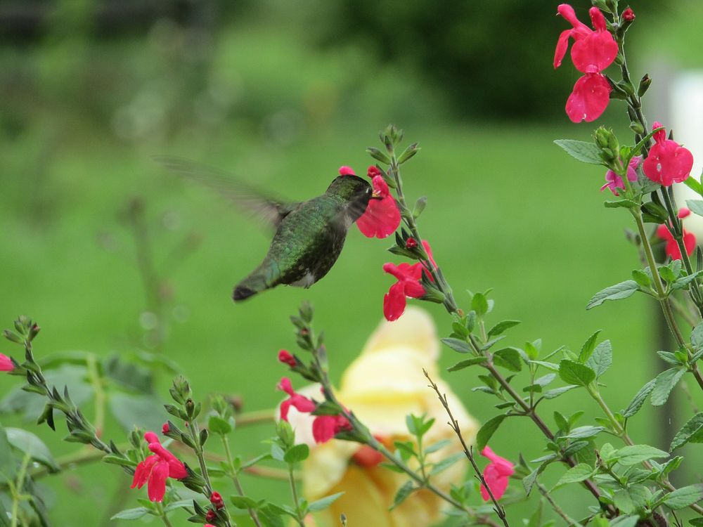 Hummingbird and pink flower. Free public domain CC0 photo.