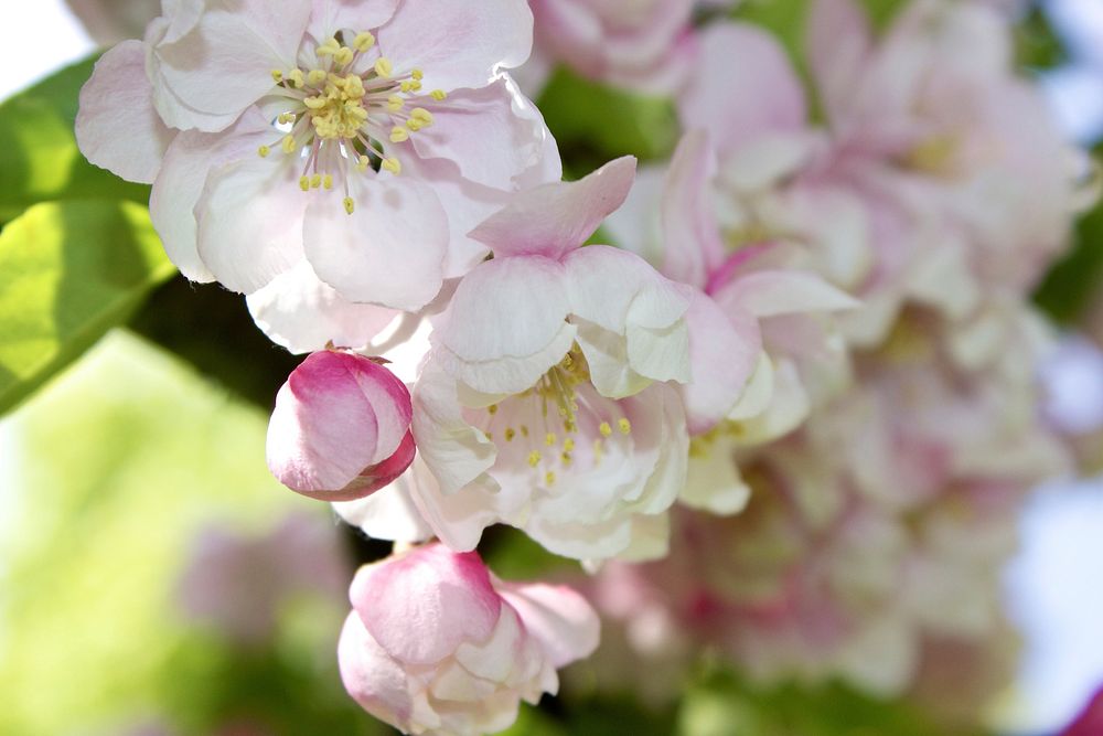 Apple blossom background. Free public domain CC0 image.