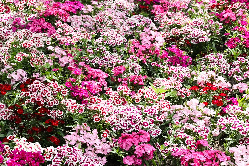 Pink flowers.  Free public domain CC0 image.