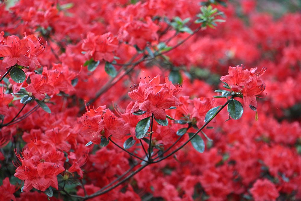 Red flower background. Free public domain CC0 image.