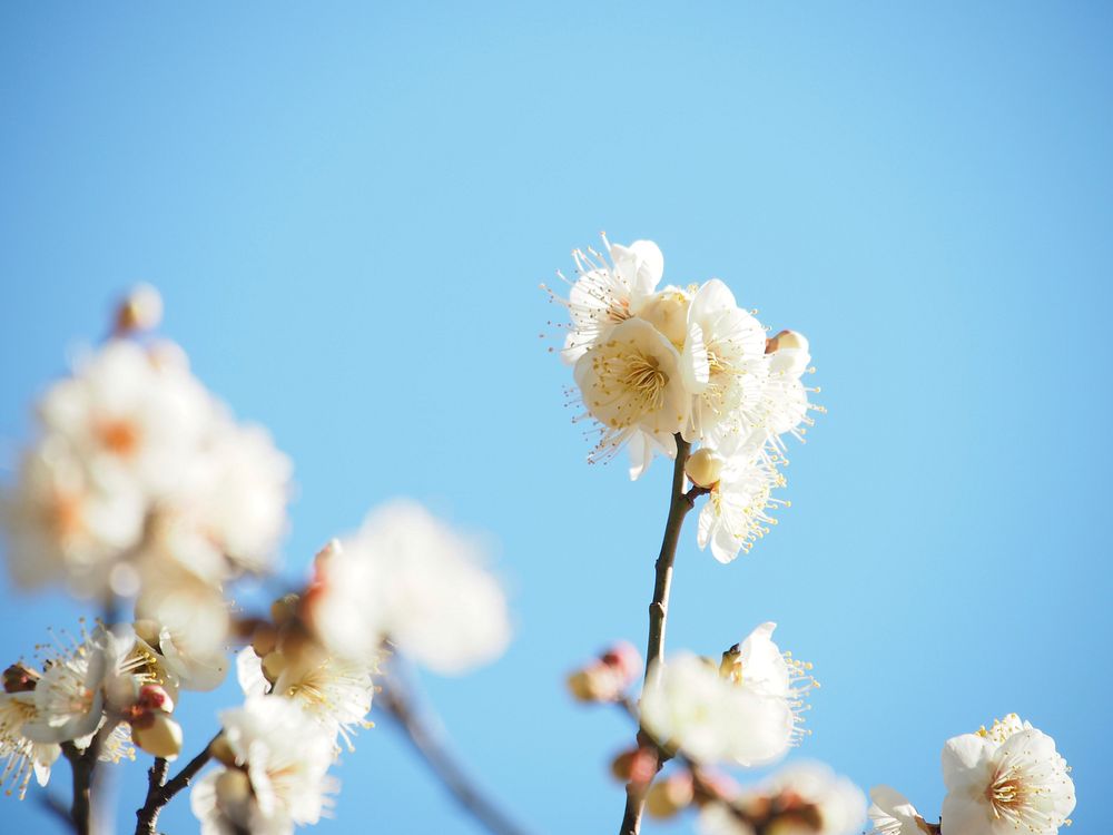 White plum blossom background. Free public domain CC0 image.