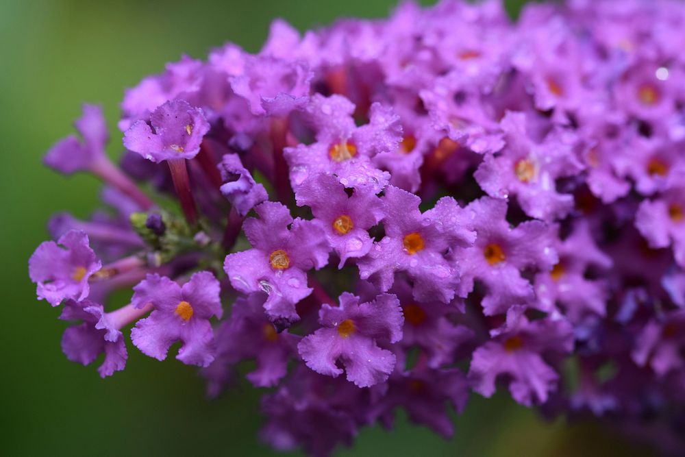 Purple flower. Free public domain CC0 image.