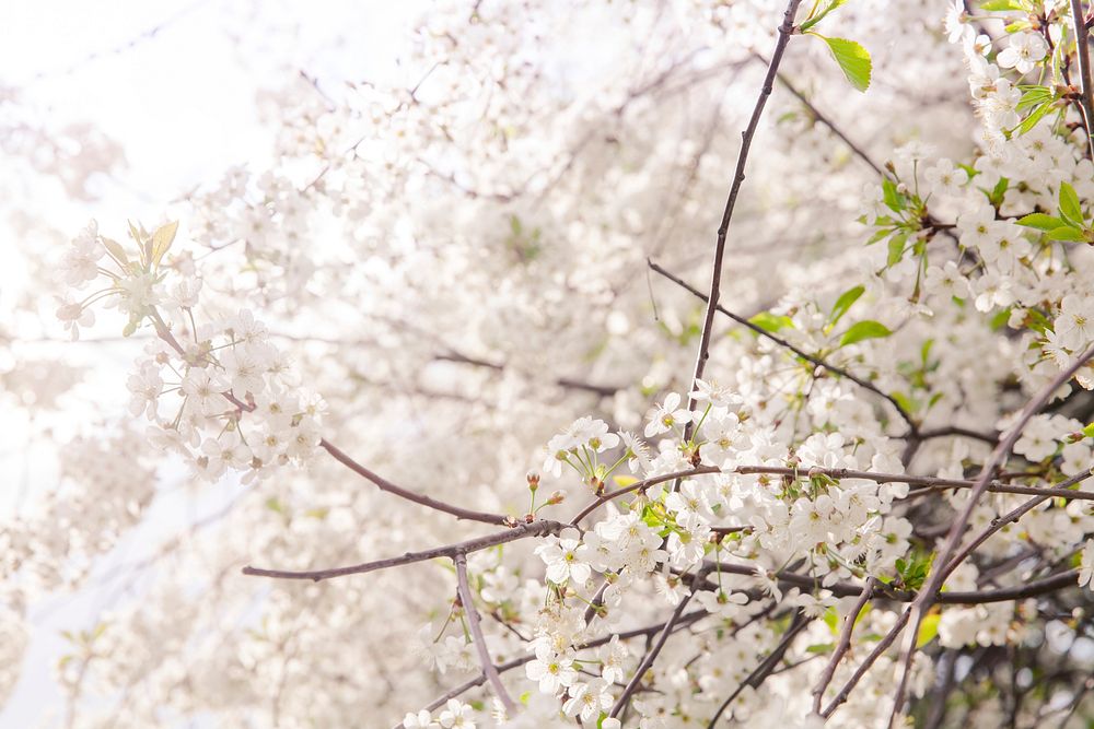 White cherry blossom background. Free public domain CC0 image.