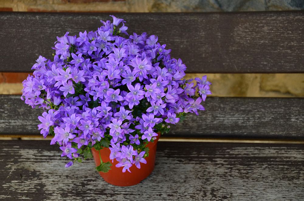 Potted purple flower. Free public domain CC0 image.