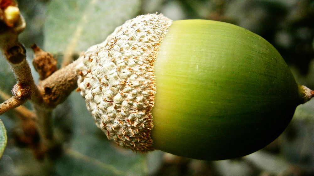 Closeup on green acorn in tree. Free public domain CC0 photo.
