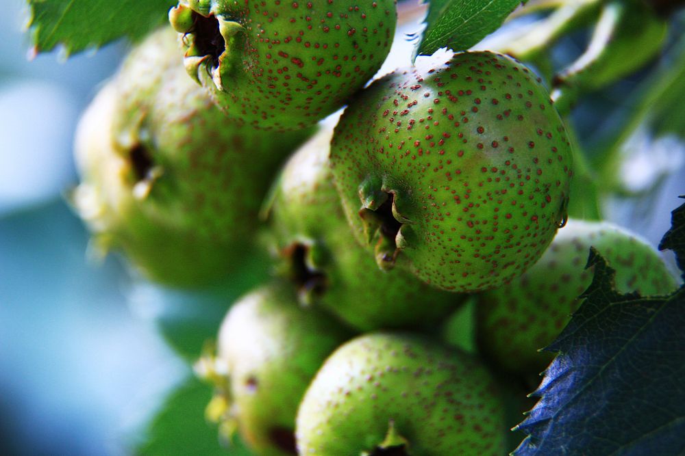 Closeup on green hawthorn fruit plant. Free public domain CC0 image.