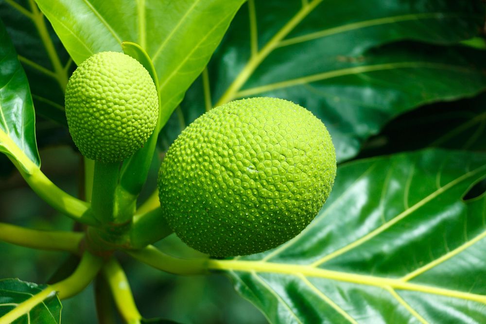 Closeup on breadfruit plant. Free public domain CC0 image.