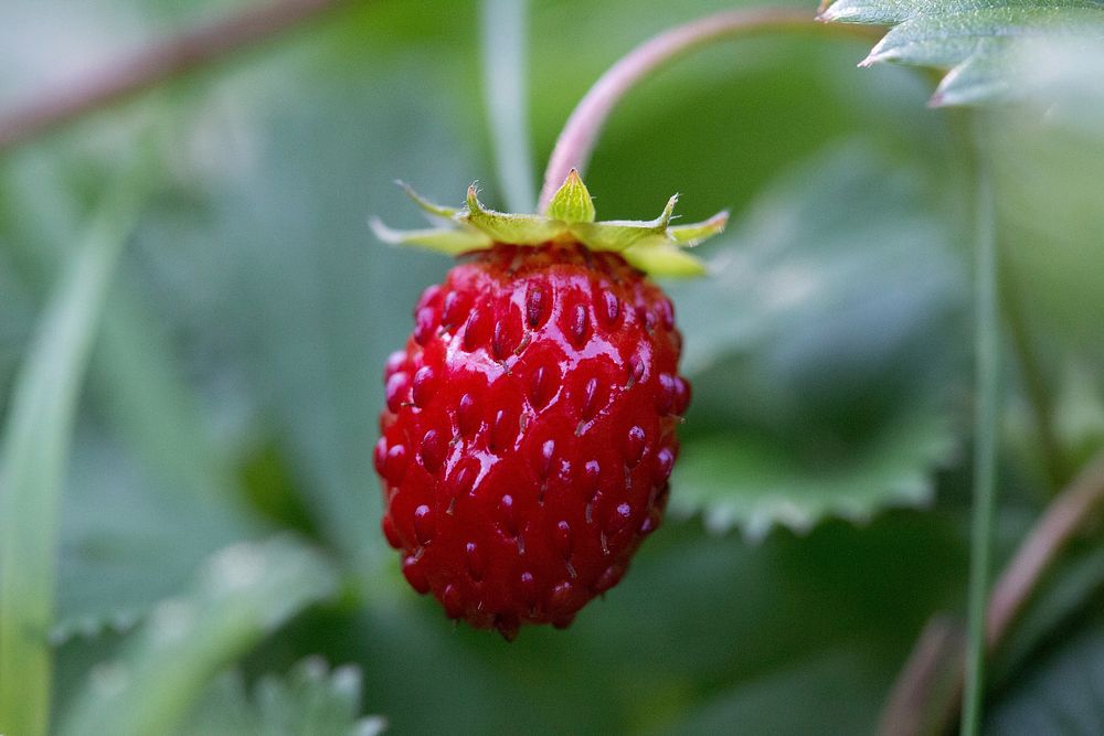 Small strawberry on plant. Free public domain CC0 image.